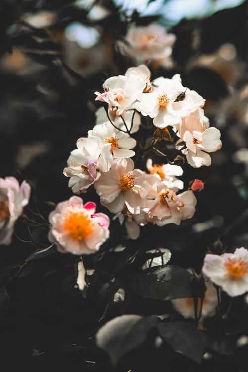 Free Beautiful white roses in full bloom captured with a soft, natural light backdrop. Stock Photo