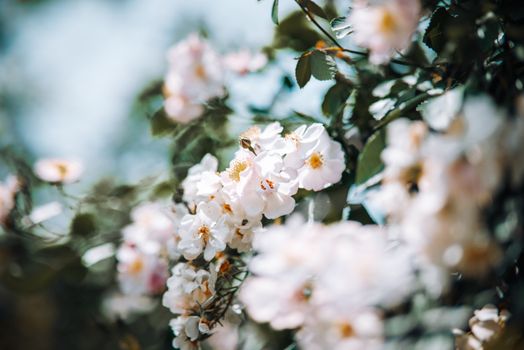 Delicate blossoms with dreamy bokeh effect, capturing the essence of springtime beauty.