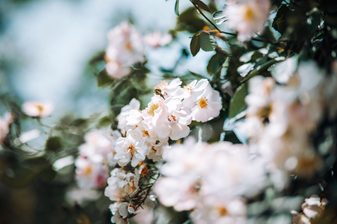 delicate blossoms with dreamy bokeh effect capturing the essence of sp