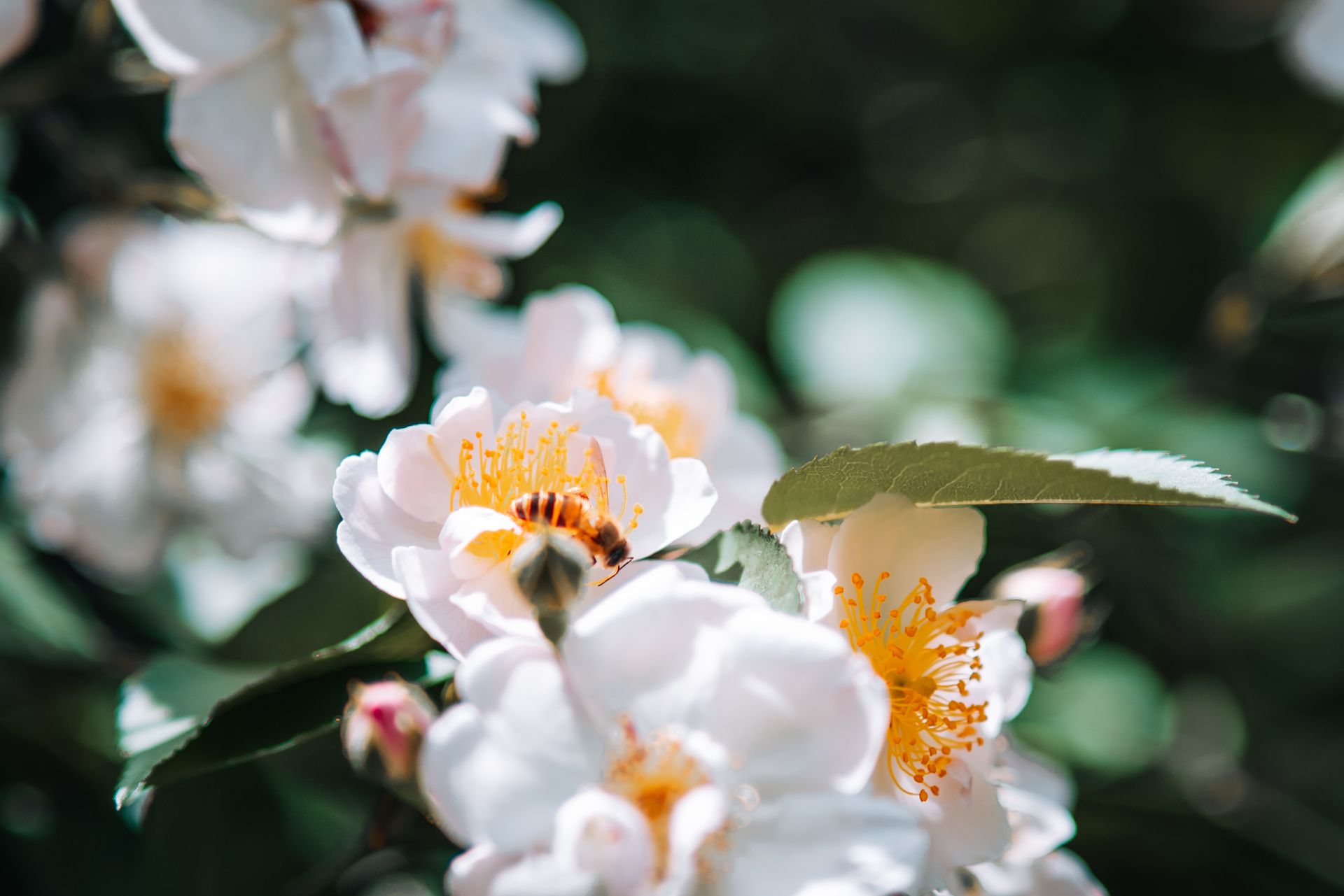 A vibrant close-up image of blooming white flowers with a bee collecting pollen.