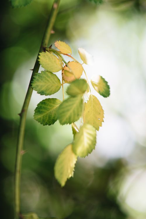 Free Macro shot of green leaves with sunlit background, showcasing nature's beauty. Stock Photo