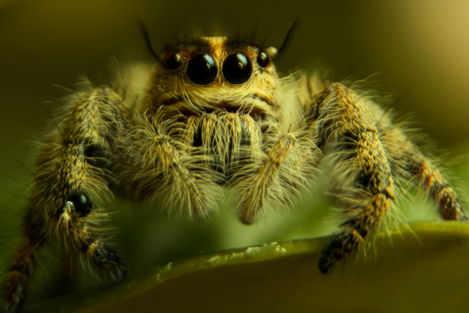 Detailed macro image of a jumping spider showcasing its distinct eyes and hairy body on foliage.