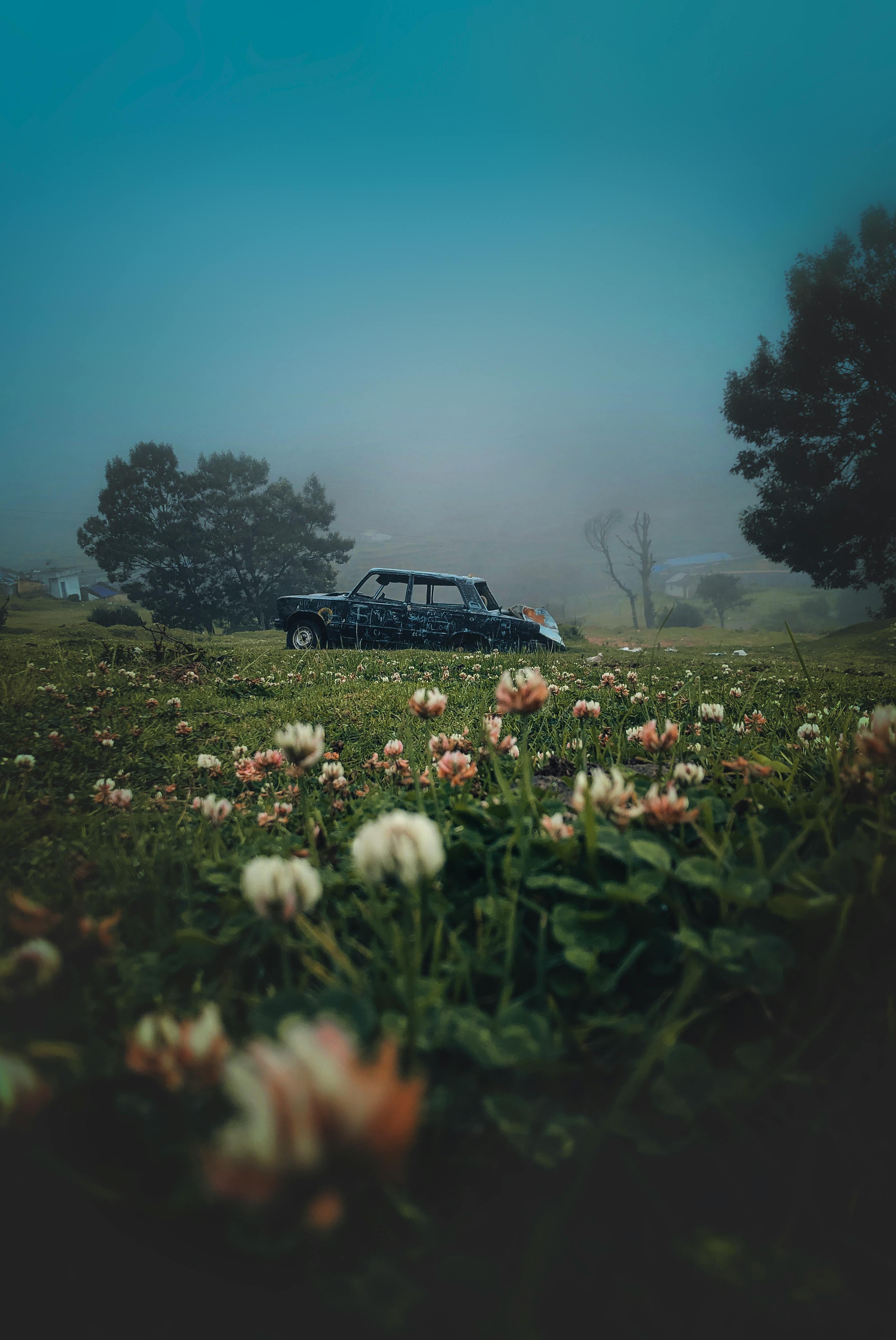 薄雾笼罩下，一辆受损的汽车停在雾气缭绕的风景中，四周是天空下盛开的三叶草丛