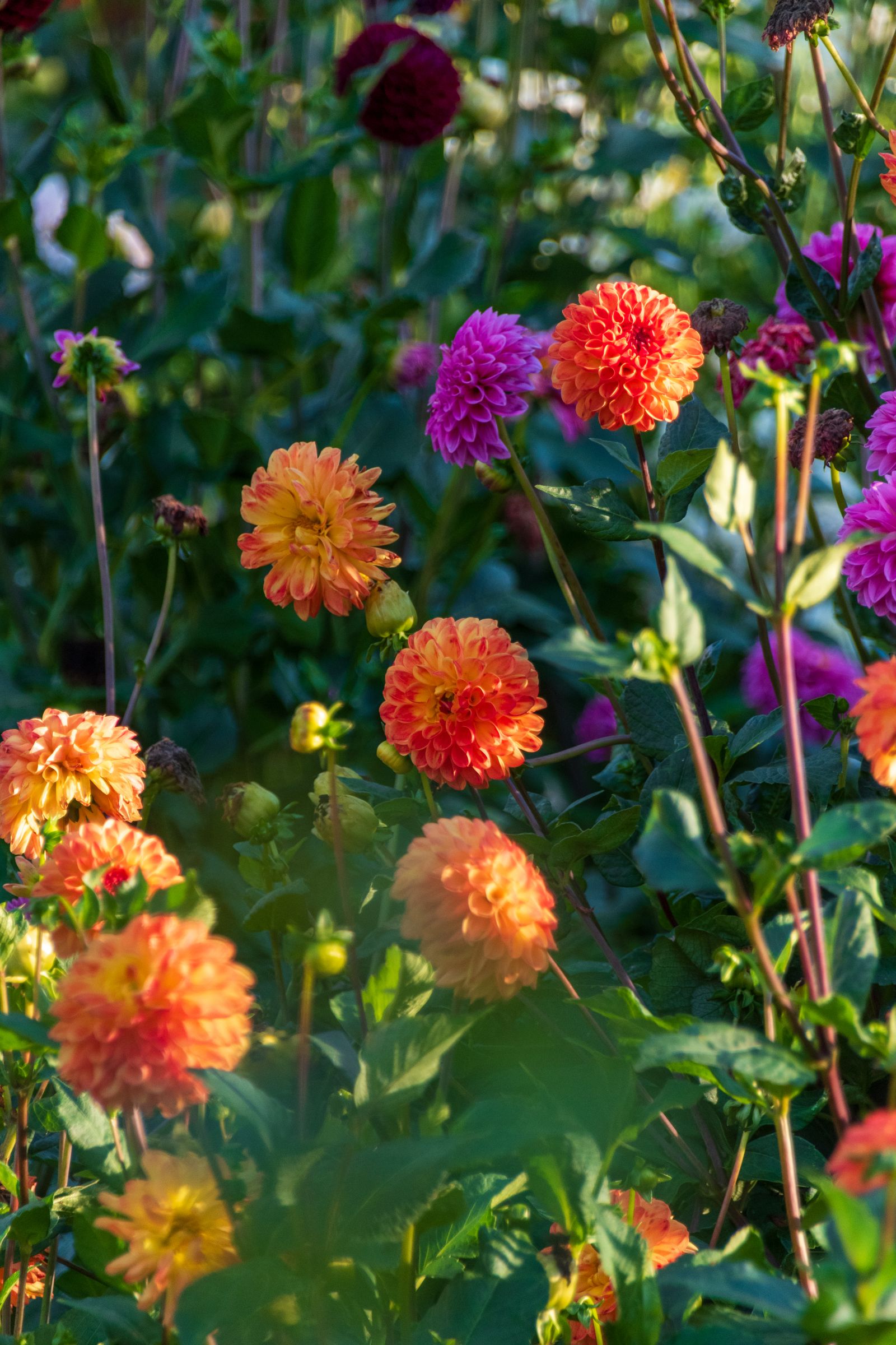 Colorful dahlia garden representing beauty and sensory nervous system support