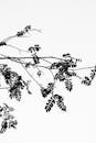 Minimalist Black and White Tree Branch Silhouette