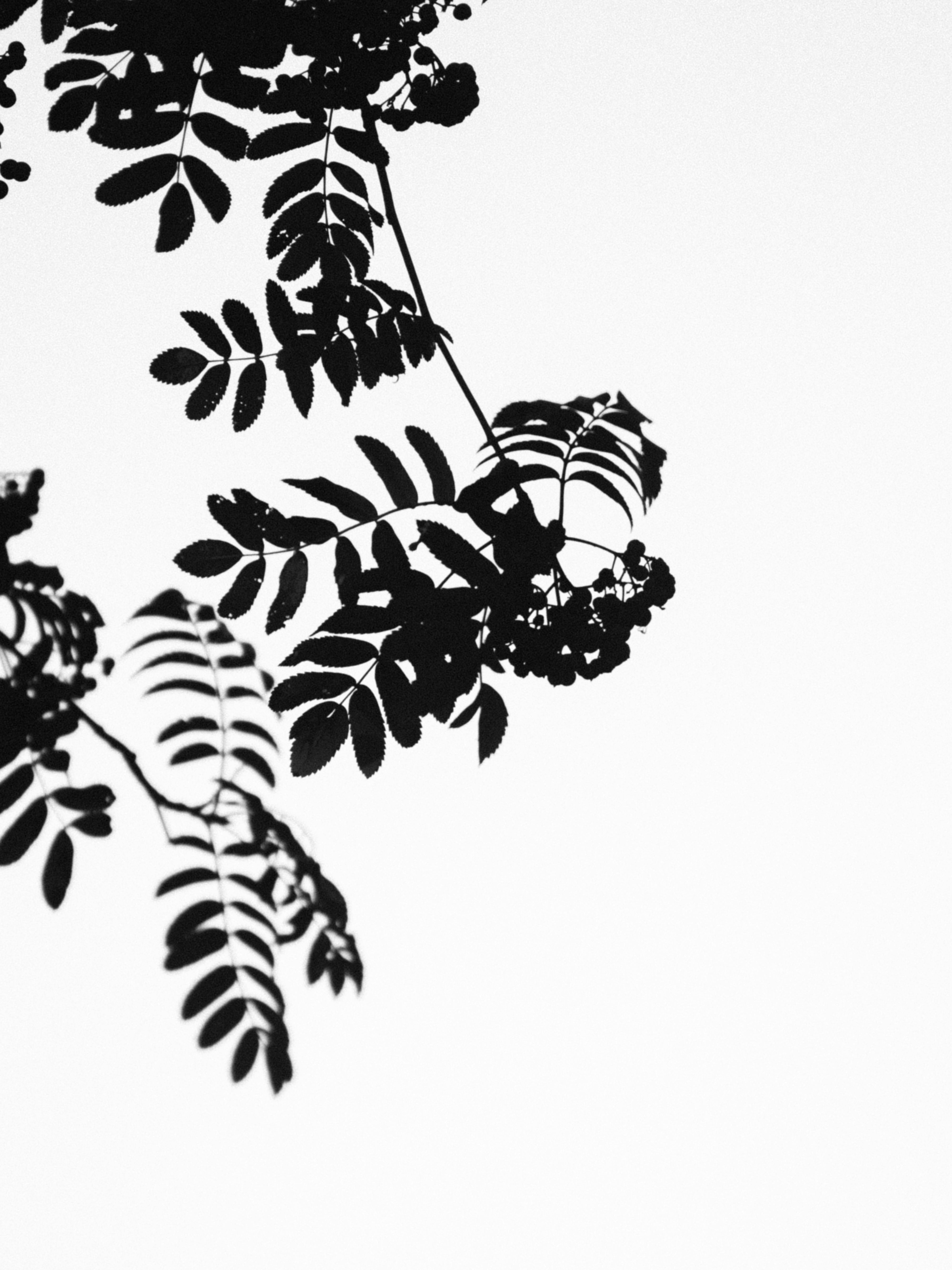 grátis Foto profissional grátis de ao ar livre, arte da natureza, artístico Foto profissional