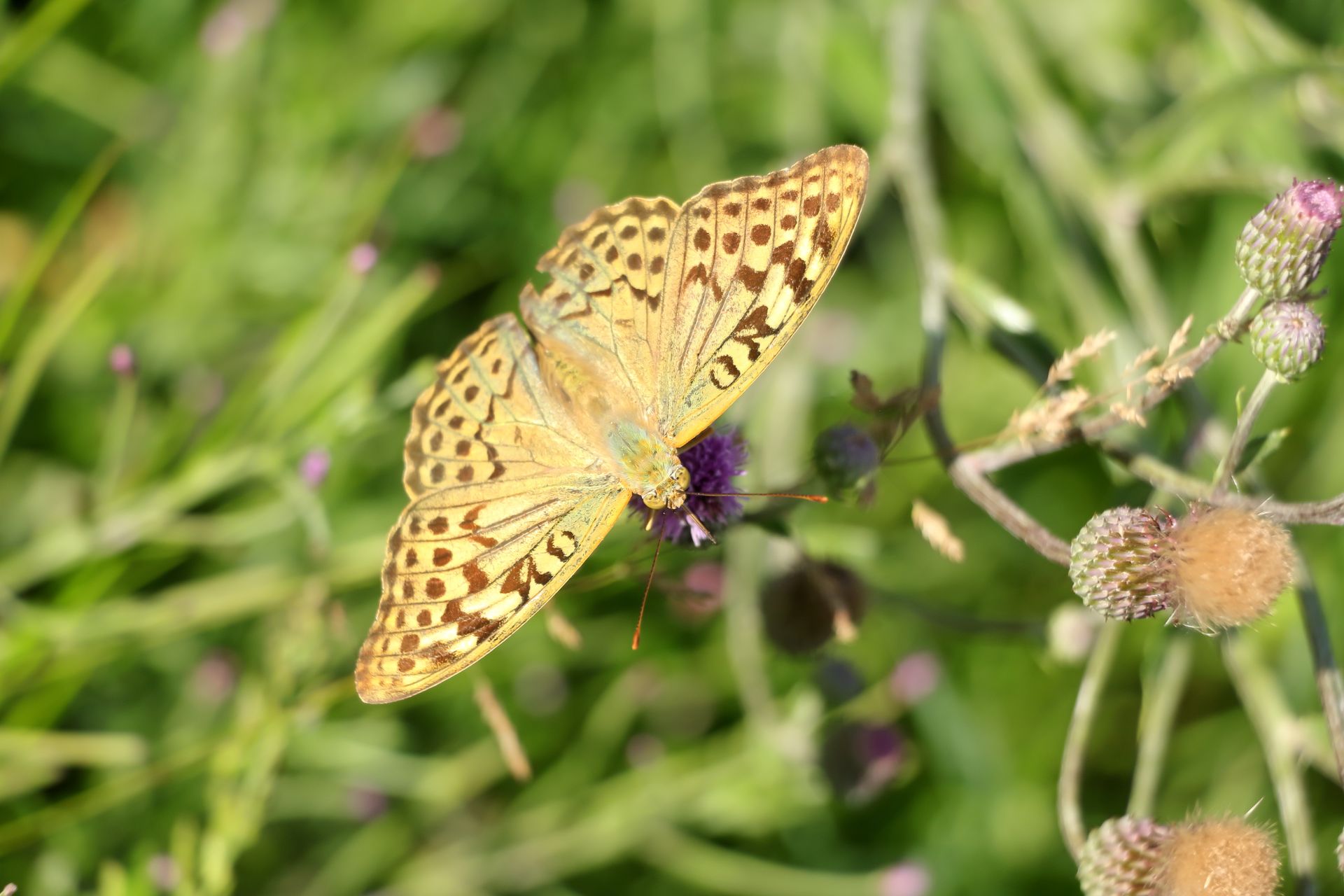 Close-up of a vibrant butterfly perched on a thistle flower in a lush summer meadow.