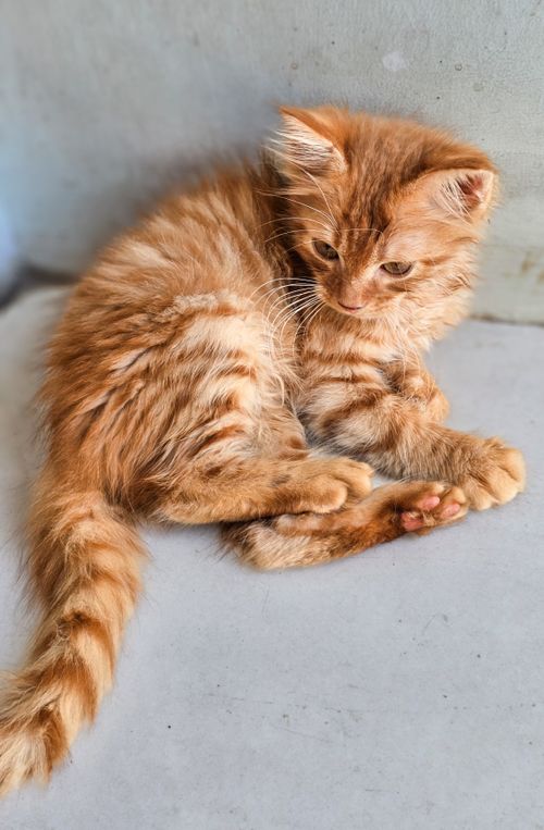 Free Adorable ginger kitten curled up indoors on a sunny day. Stock Photo