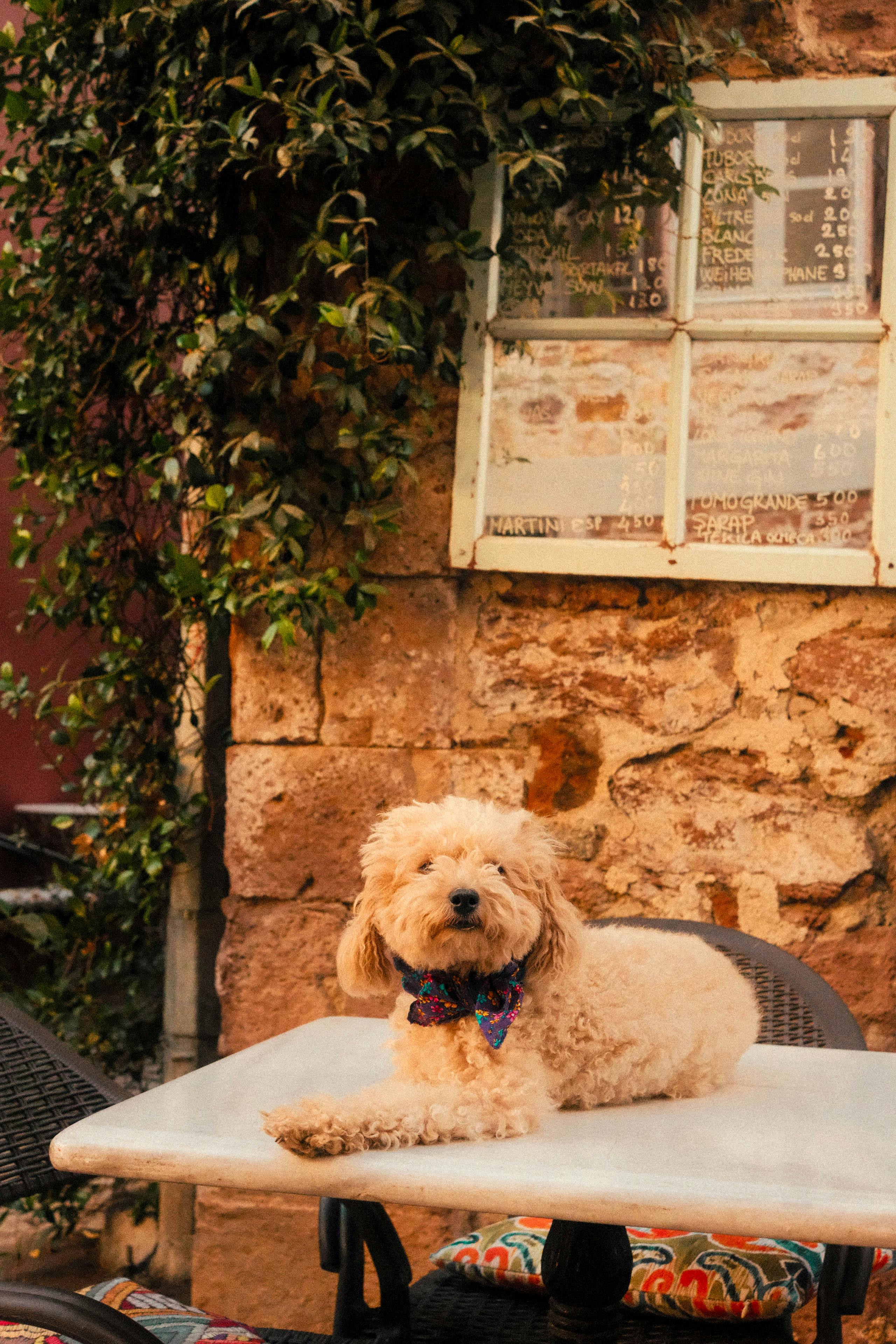 Charming poodle lounging on a café table in Ayvalık, Türkiye.