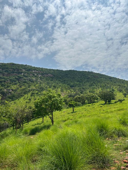 Free Vibrant green hillside with scattered trees under a bright blue sky with fluffy clouds. Stock Photo