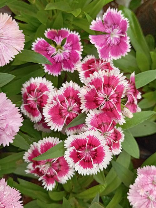 Free Close-up of vivid pink and white Dianthus flowers showcasing detailed patterns and lush green leaves. Stock Photo