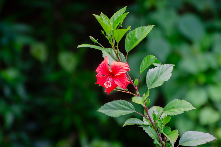 Vibrant red hibiscus flower in lush garden greenery — hibiscus tree care in Surrey BC