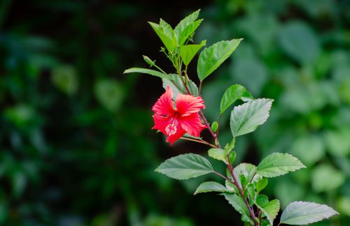 Free Close-up of a red hibiscus flower among vibrant green leaves, showcasing natural beauty. Stock Photo
