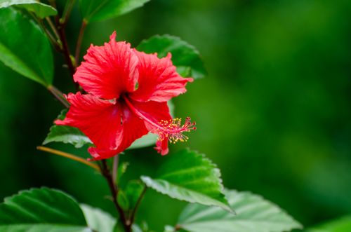 Free Close-up of a vibrant red hibiscus bloom against lush green leaves, embodying natural beauty. Stock Photo