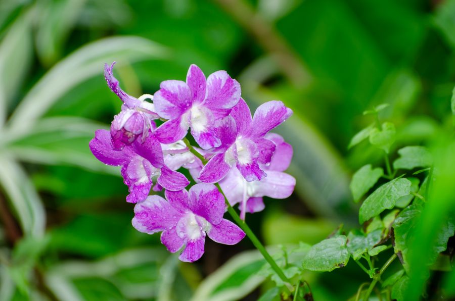 National Orchid and Cultural Park photo 5