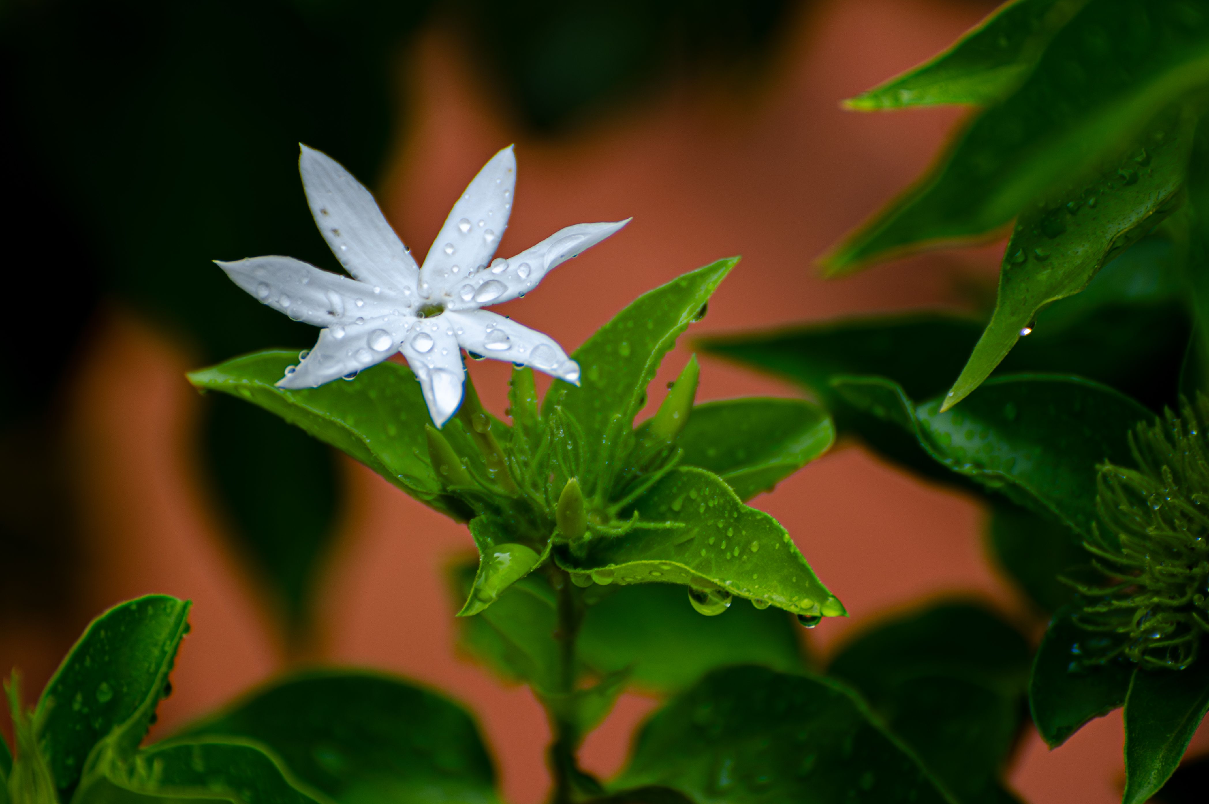 White jasmine flower adorned with fresh dew drops against a vibrant green leaf backdrop.
