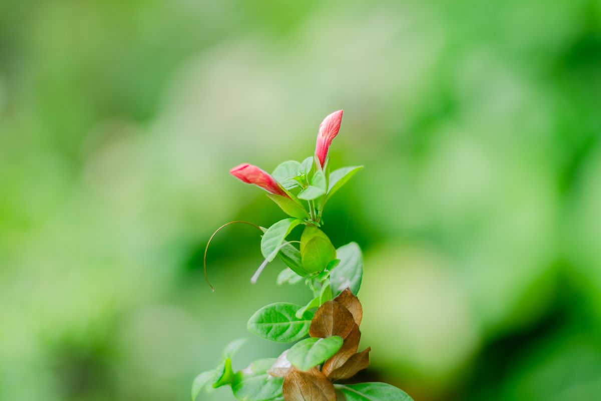 Bignone rose : plantation, taille et entretien - Entretenir la bignone rose au fil des saisons