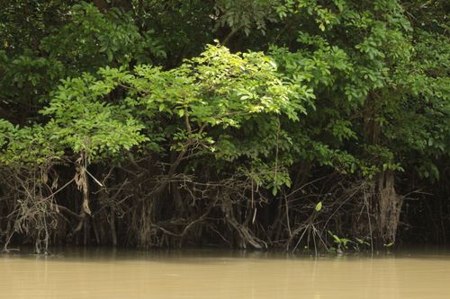 Free Vibrant mangrove trees with intricate roots along a serene water scene. Stock Photo
