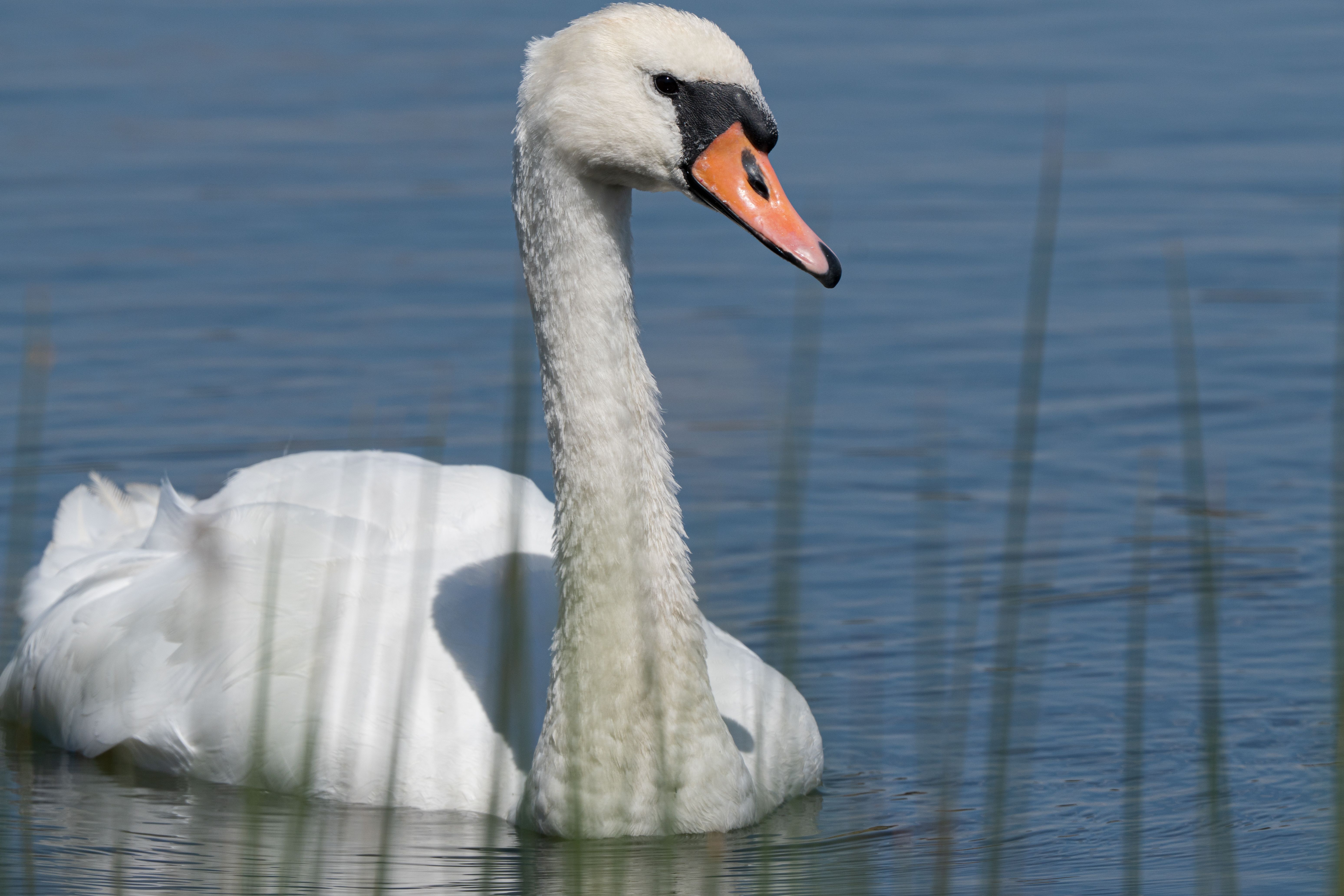 Elegant Mute Swan Gliding on Tranquil Lake · Free Stock Photo