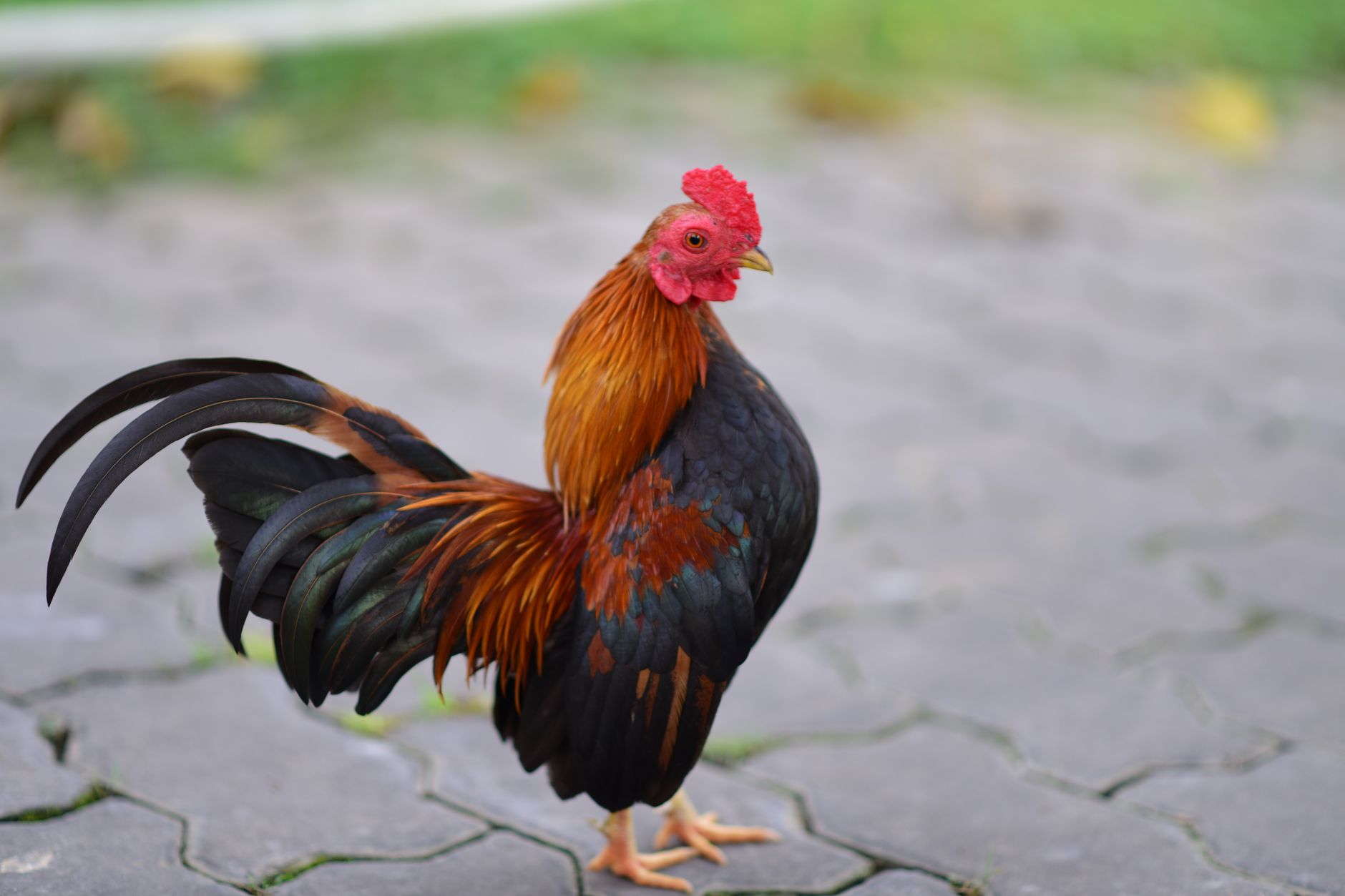A colorful rooster standing proudly on a cobblestone surface in a park setting.