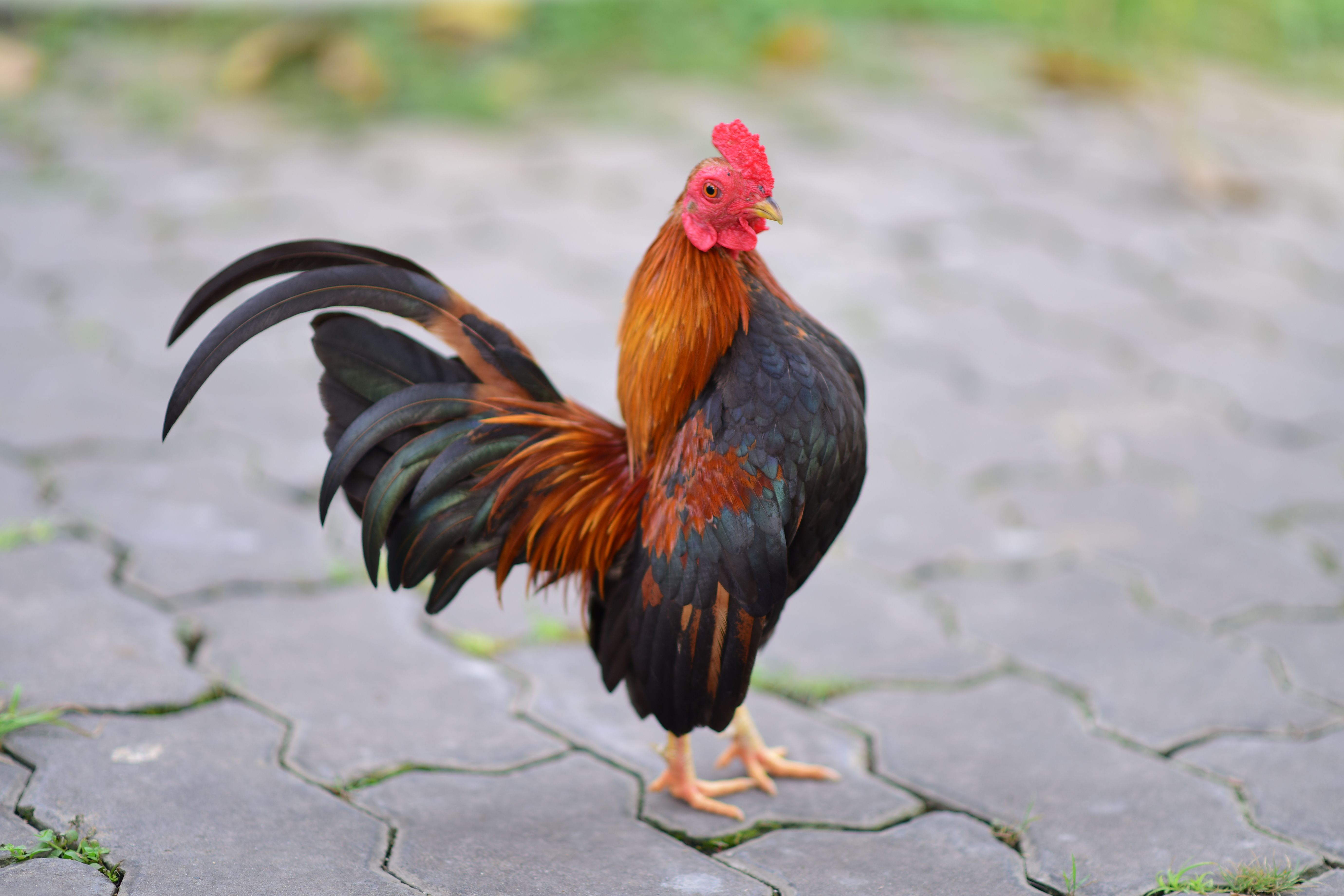 A brightly colored rooster with a striking plumage stands on cobblestone pavement outdoors.