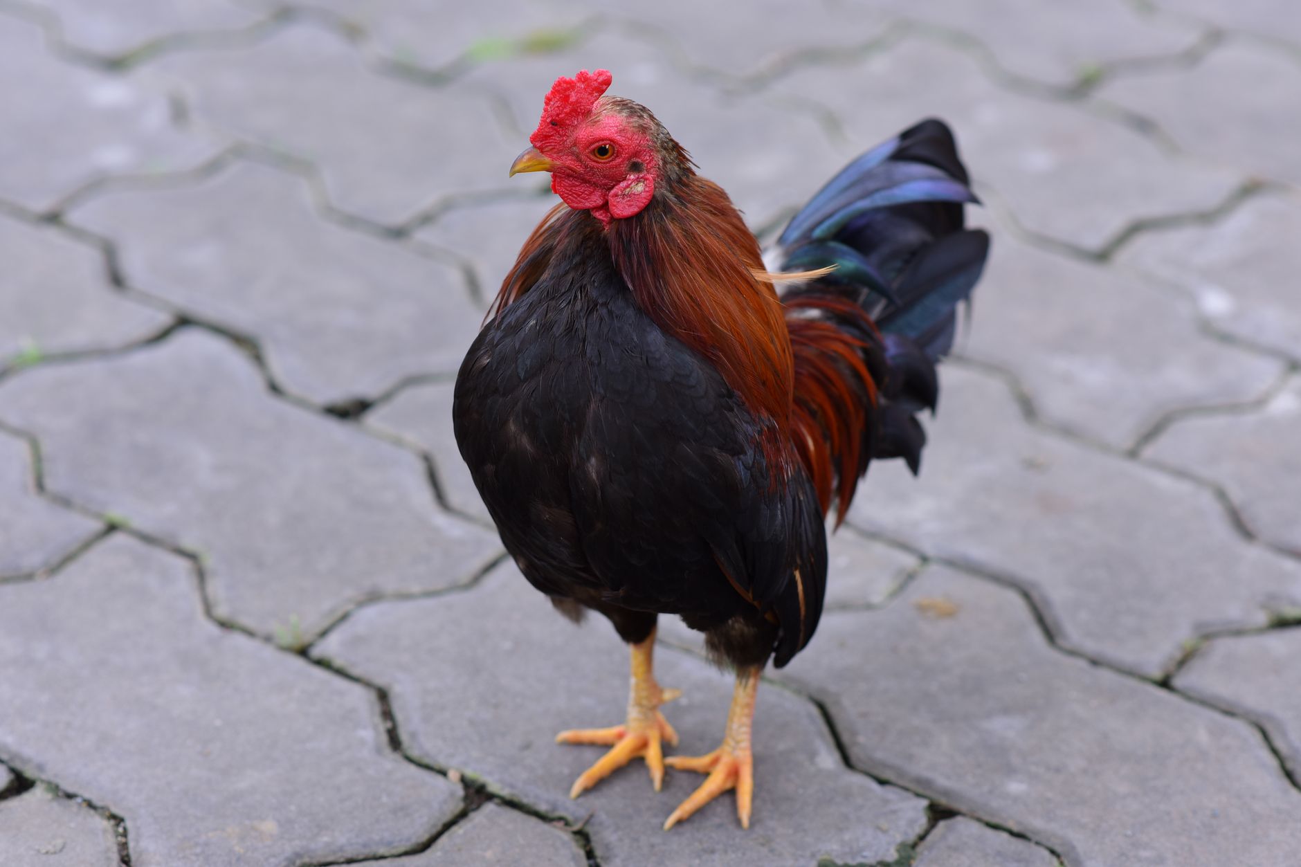 Close-up of a Vietnamese gamecock standing in a quiet rural coop, feathers intact and morning light