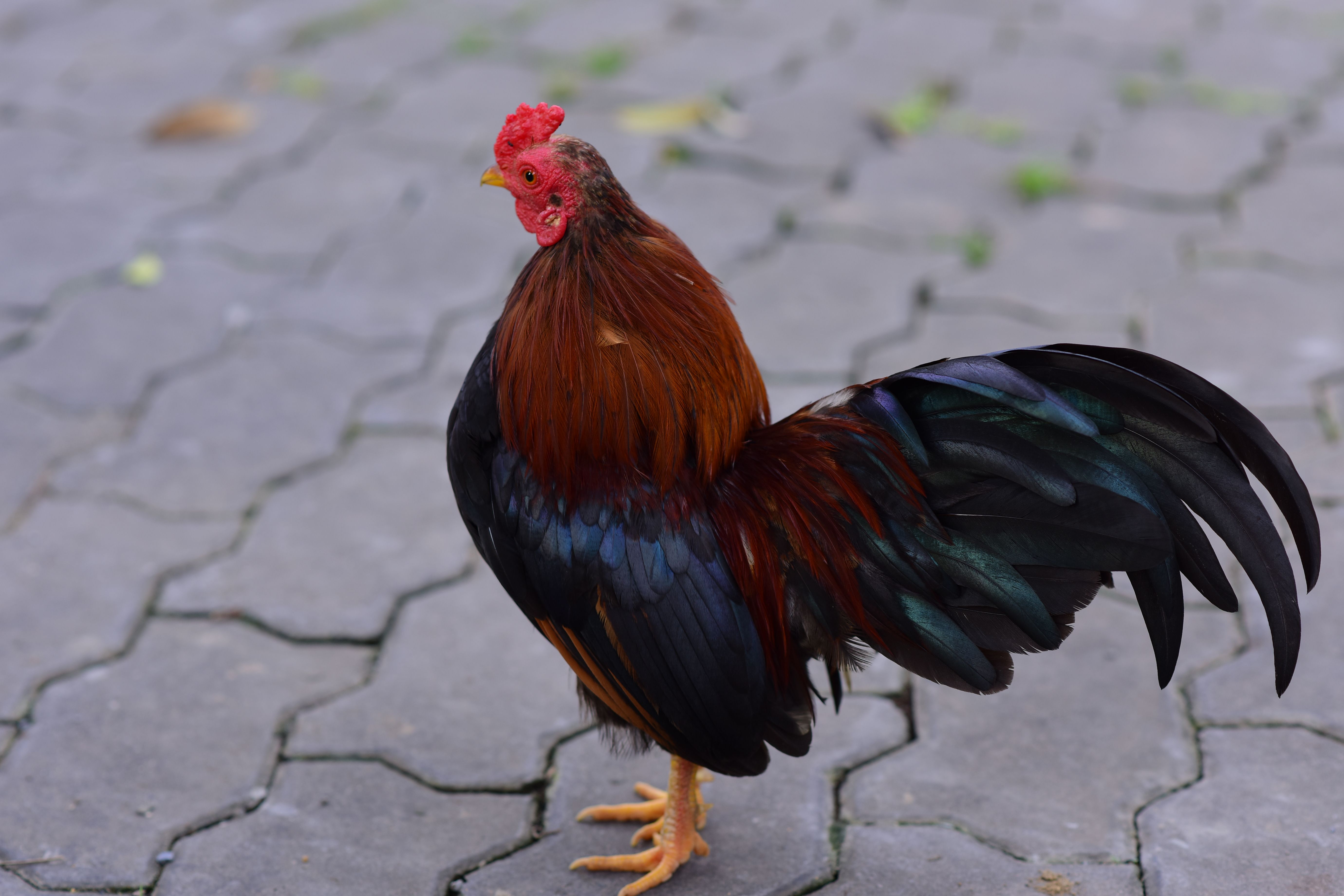 Vibrant rooster with glossy plumage standing on textured pavement in an outdoor setting.