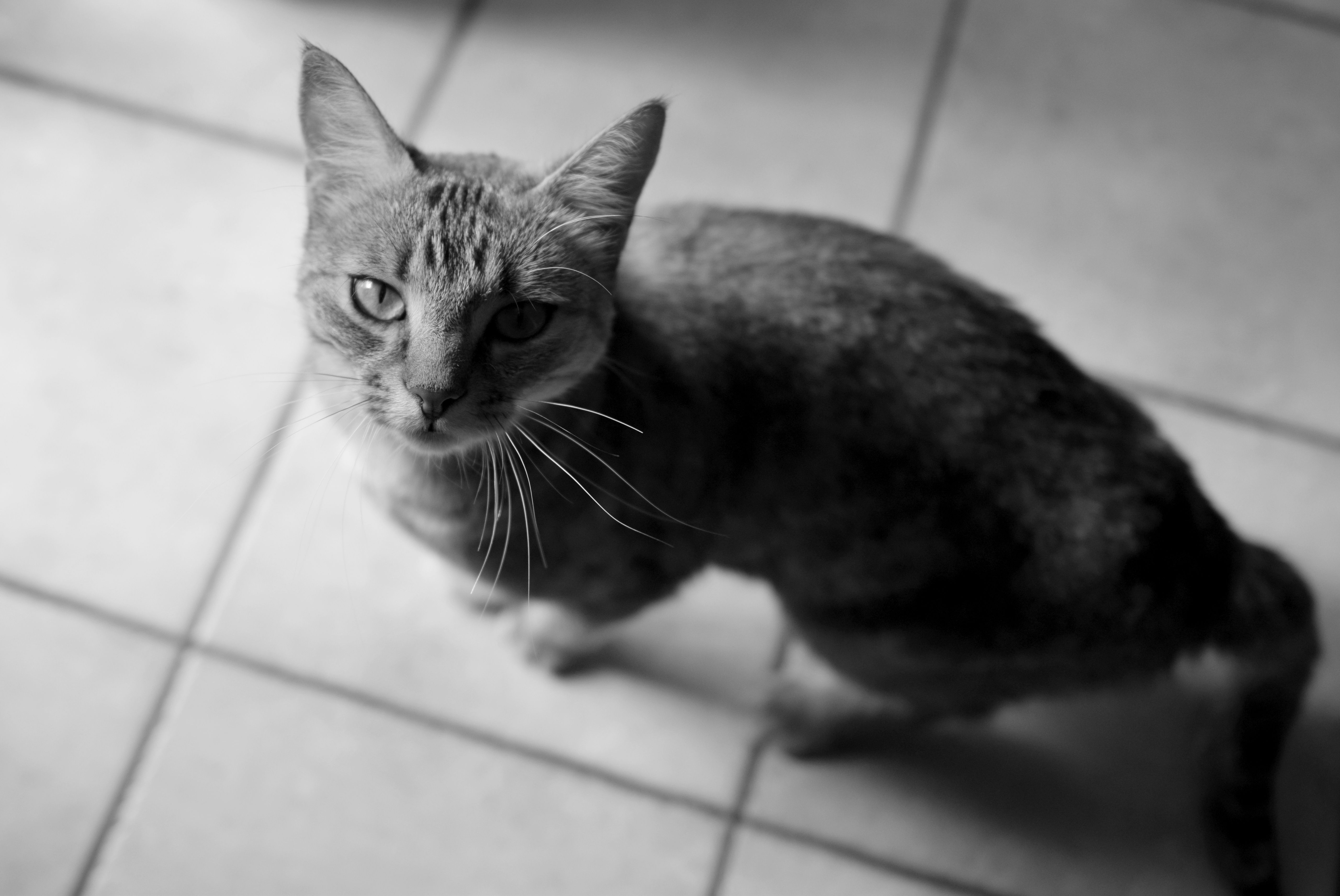 Black and White Portrait of a Domestic Cat · Free Stock Photo