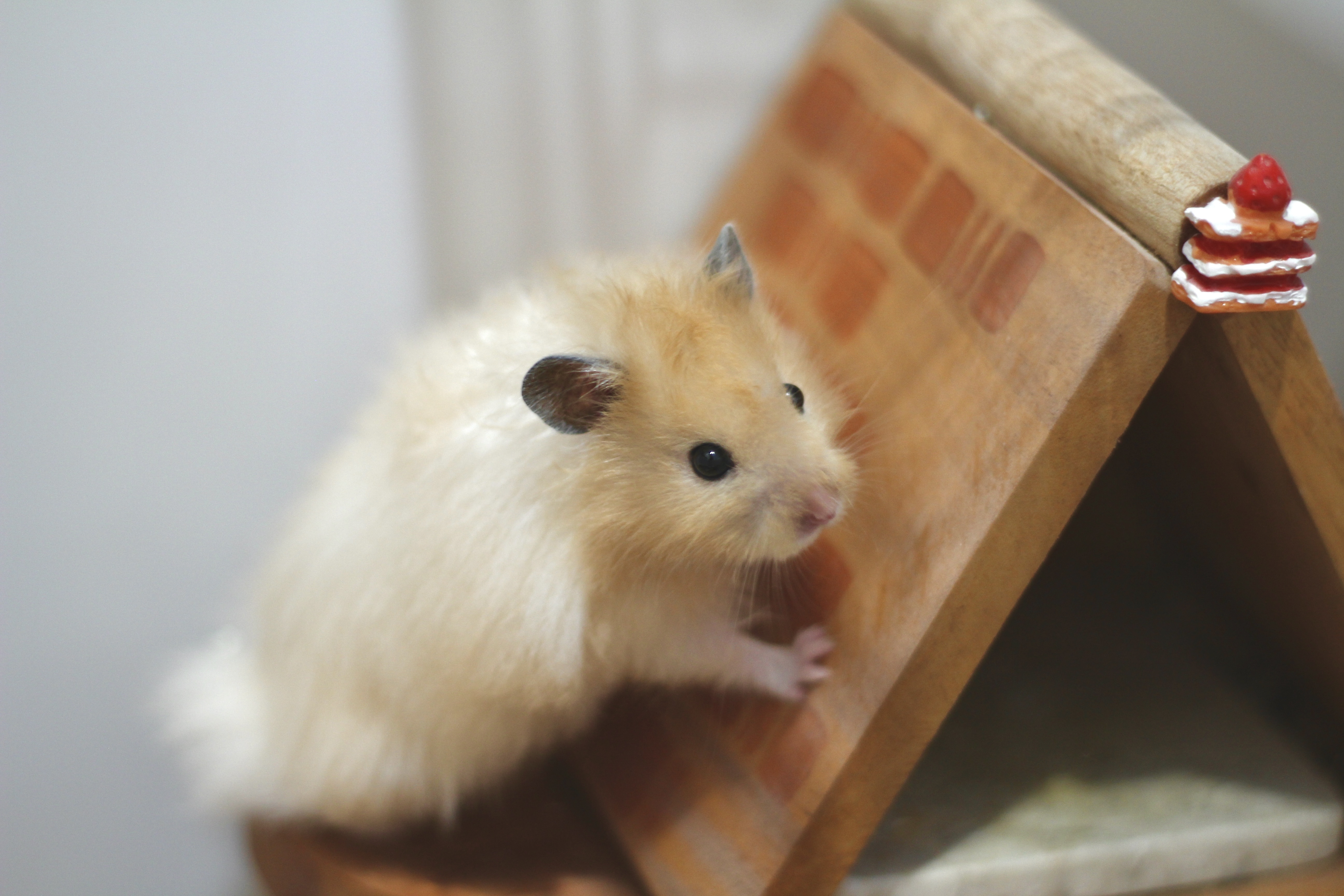 Cute Syrian hamster perched on a wooden house with a miniature cake. Indoor setting.