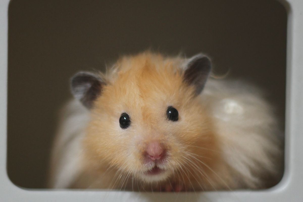6.000+ Hamster+promo Bilder und Fotos · Kostenlos Downloaden · Pexels ...