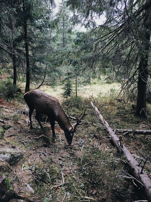Brown Reindeer Surrounded by Trees