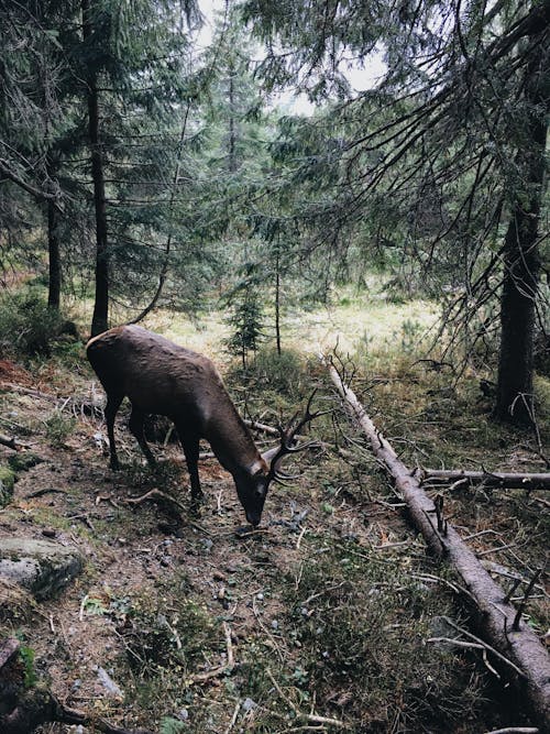 Ingyenes stockfotó állat, állatfotók, emlős témában