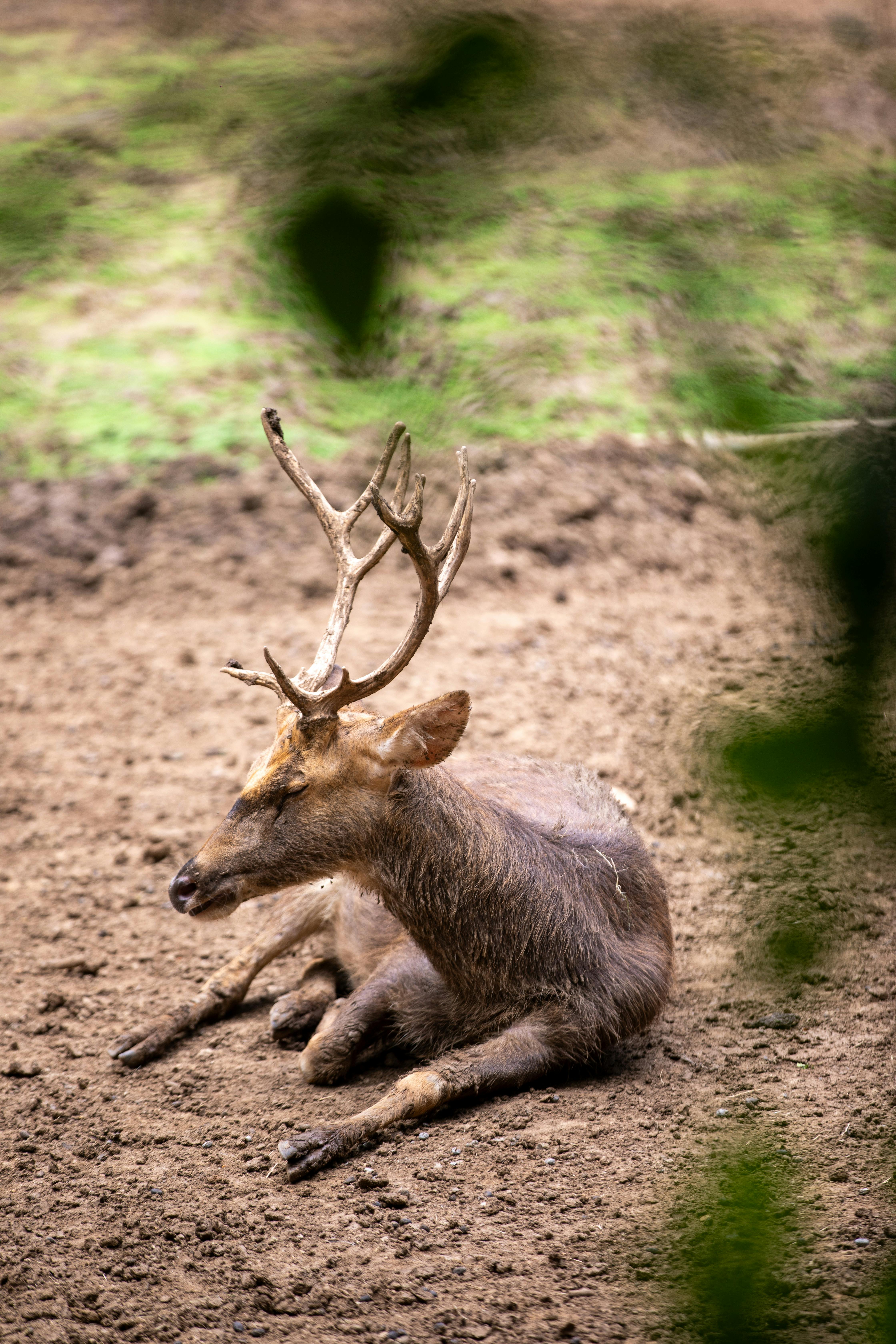 grátis Um veado descansando em solo descoberto cercado por vegetação natural. Foto profissional