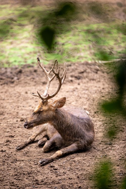 Free A deer resting on bare soil surrounded by natural greenery. Stock Photo