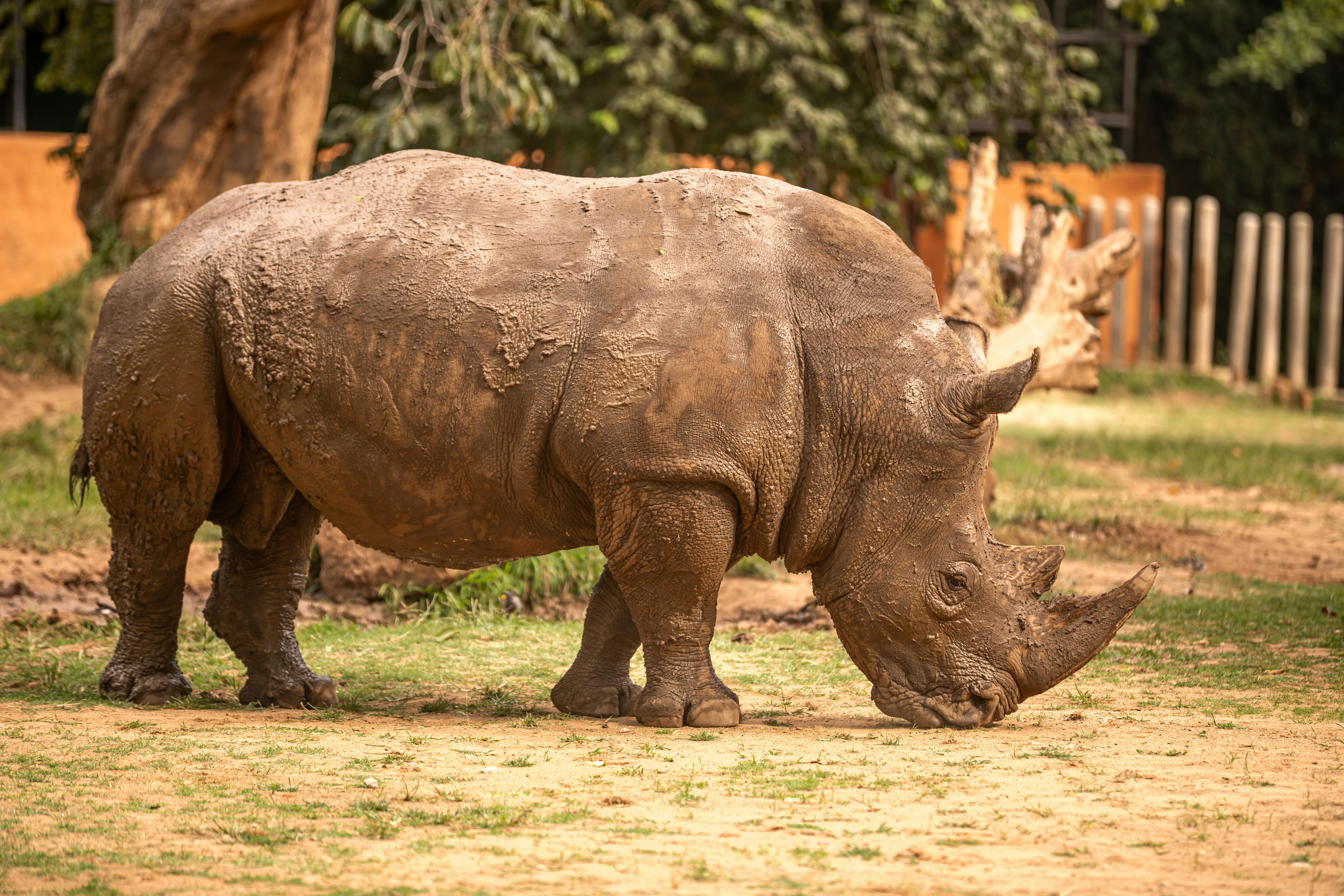 Gratuit Photos gratuites de animal, animal de zoo, animal sauvage Photos