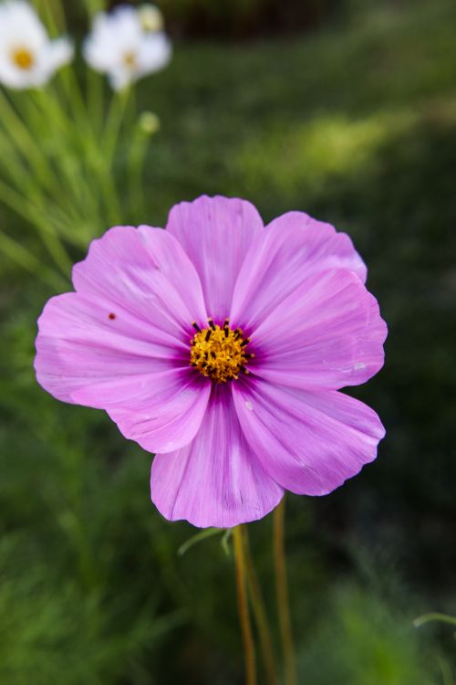 Free A vivid purple cosmos flower blooming in a sunlit garden during summer. Stock Photo