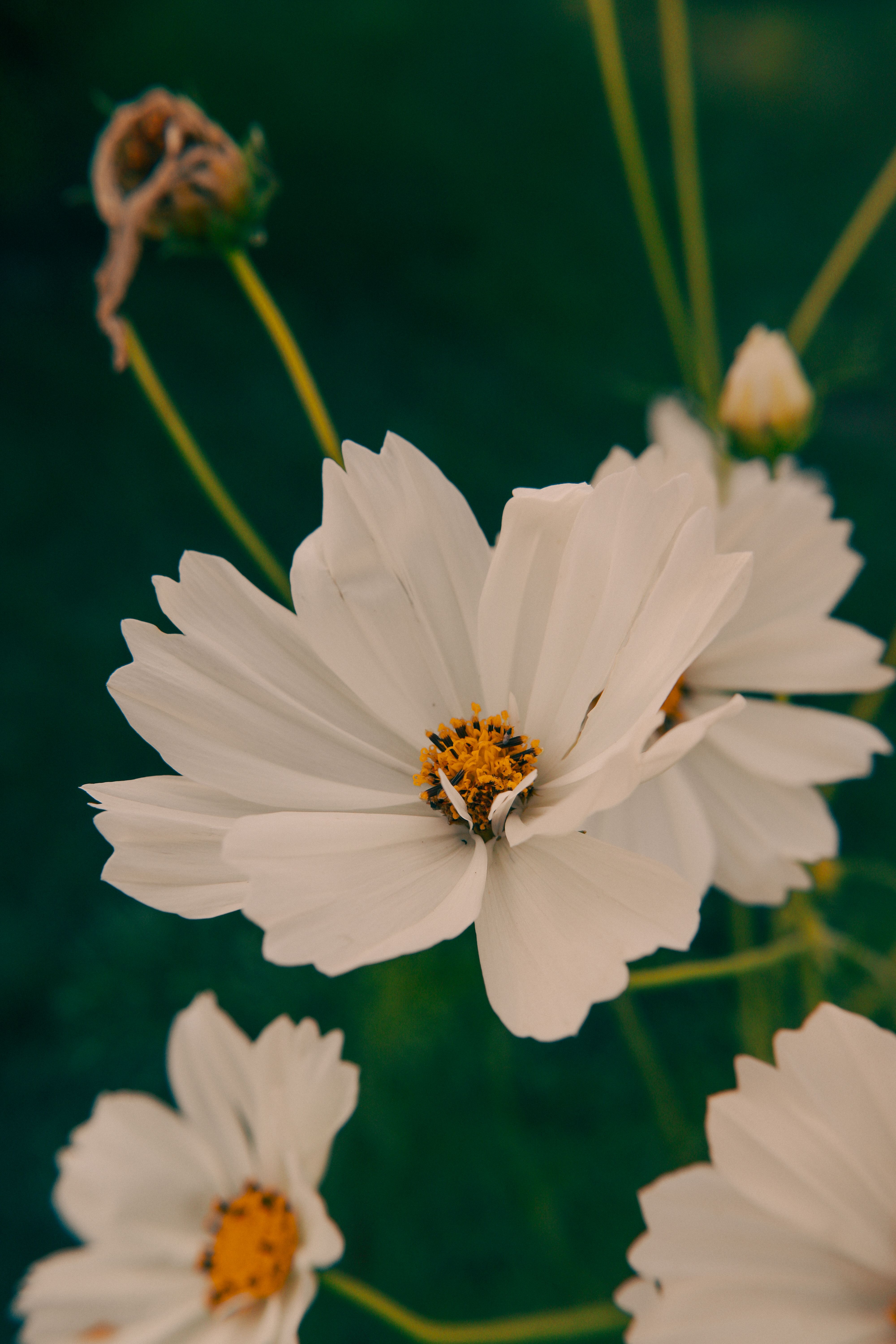 [ColoSach]-beautiful-close-up-of-white-cosmos-flowers-with-vivid-green-background,-showcasing-natural-beauty.