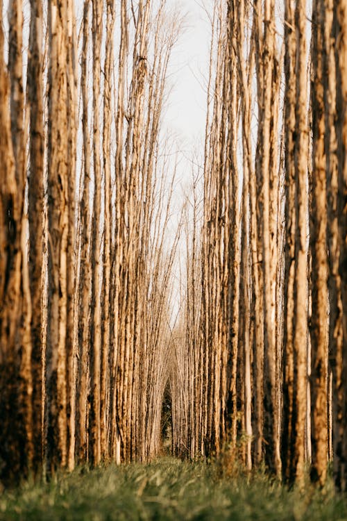 Árbol Sin Hoja