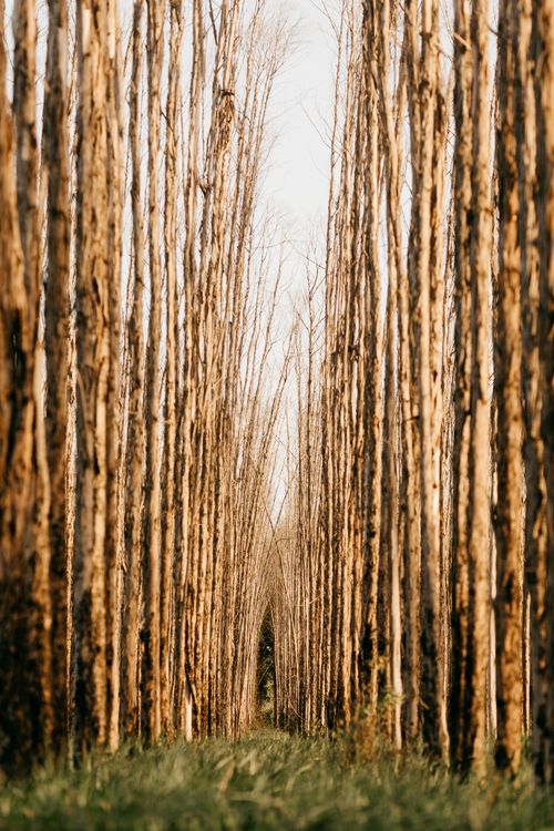 Free Serene forest trail lined by towering trees in a quiet natural setting, perfect for nature lovers. Stock Photo