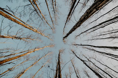çıplak Ağaçların Solucan Bakışı Fotoğrafçılığı