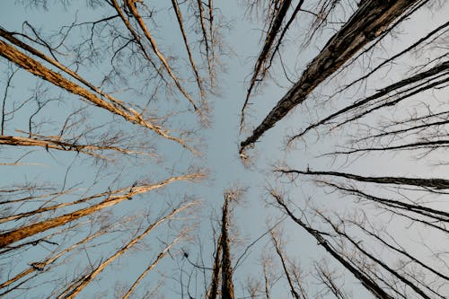 Fotografi Worms Eye View Dari Pohon Telanjang