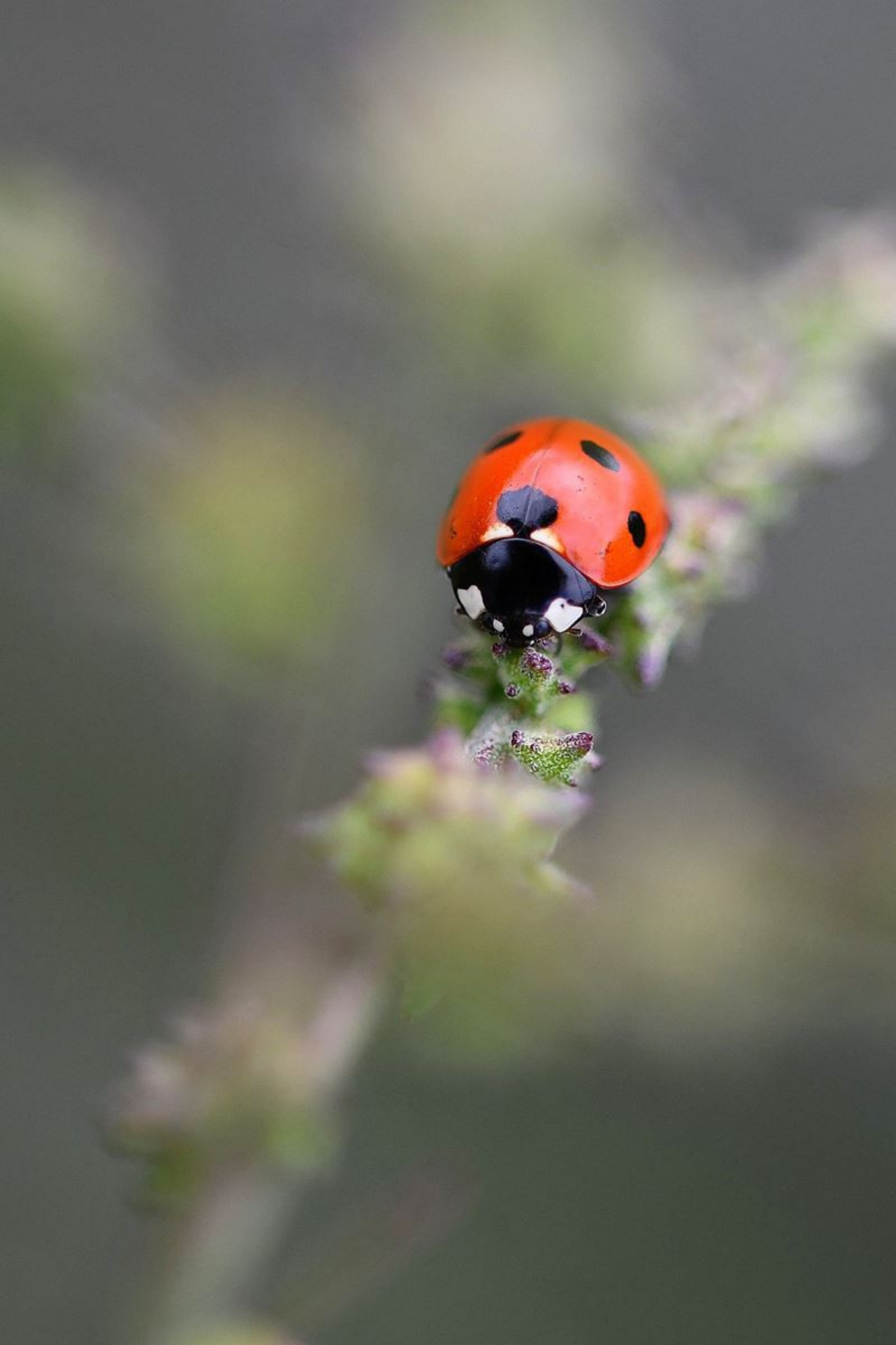 Close Up Photo of Ladybug on Leaf during Daytime · Free Stock Photo