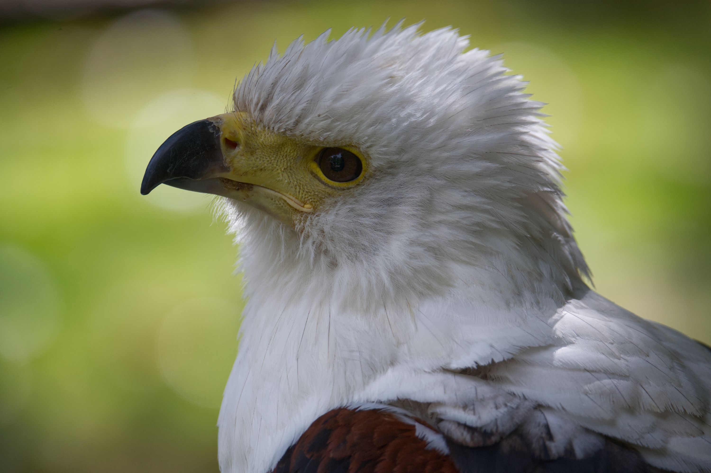 Bicephalic Eagle Photos, Download The BEST Free Bicephalic Eagle Stock ...
