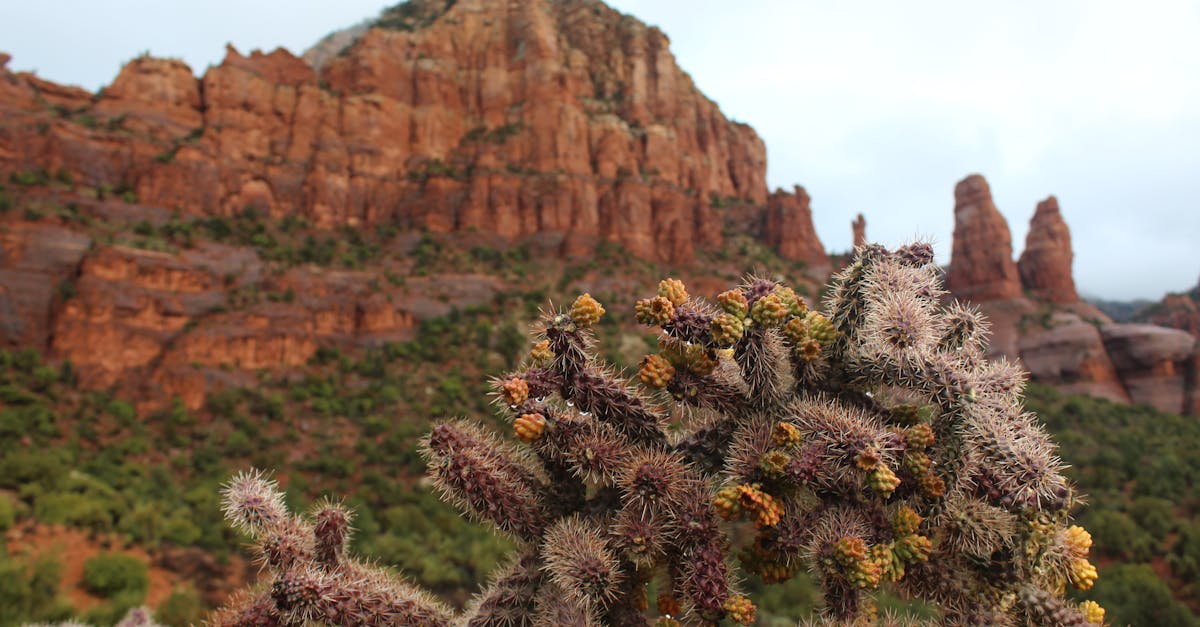 Free stock photo of cactus, desert, rock