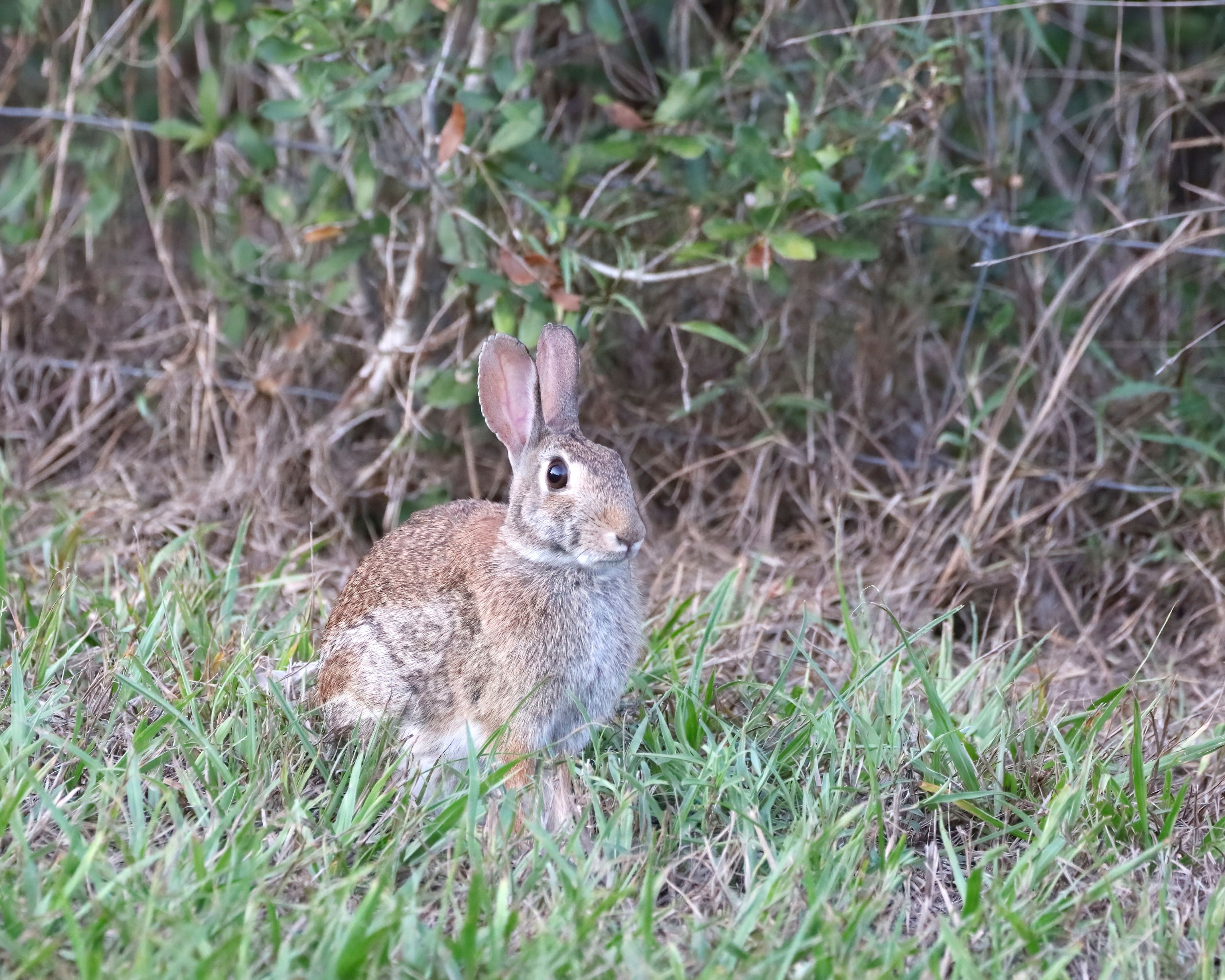 Eastern Cottontail Rabbit in Natural Habitat · Free Stock Photo
