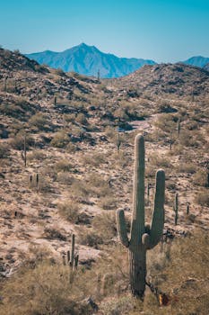 亚利桑那州凤凰城所在的索诺兰沙漠虽然干旱，却充满活力，遍布仙人掌与山脉