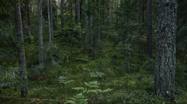 Explore the dense greenery of a lush boreal forest, filled with tall trees and vibrant undergrowth.
