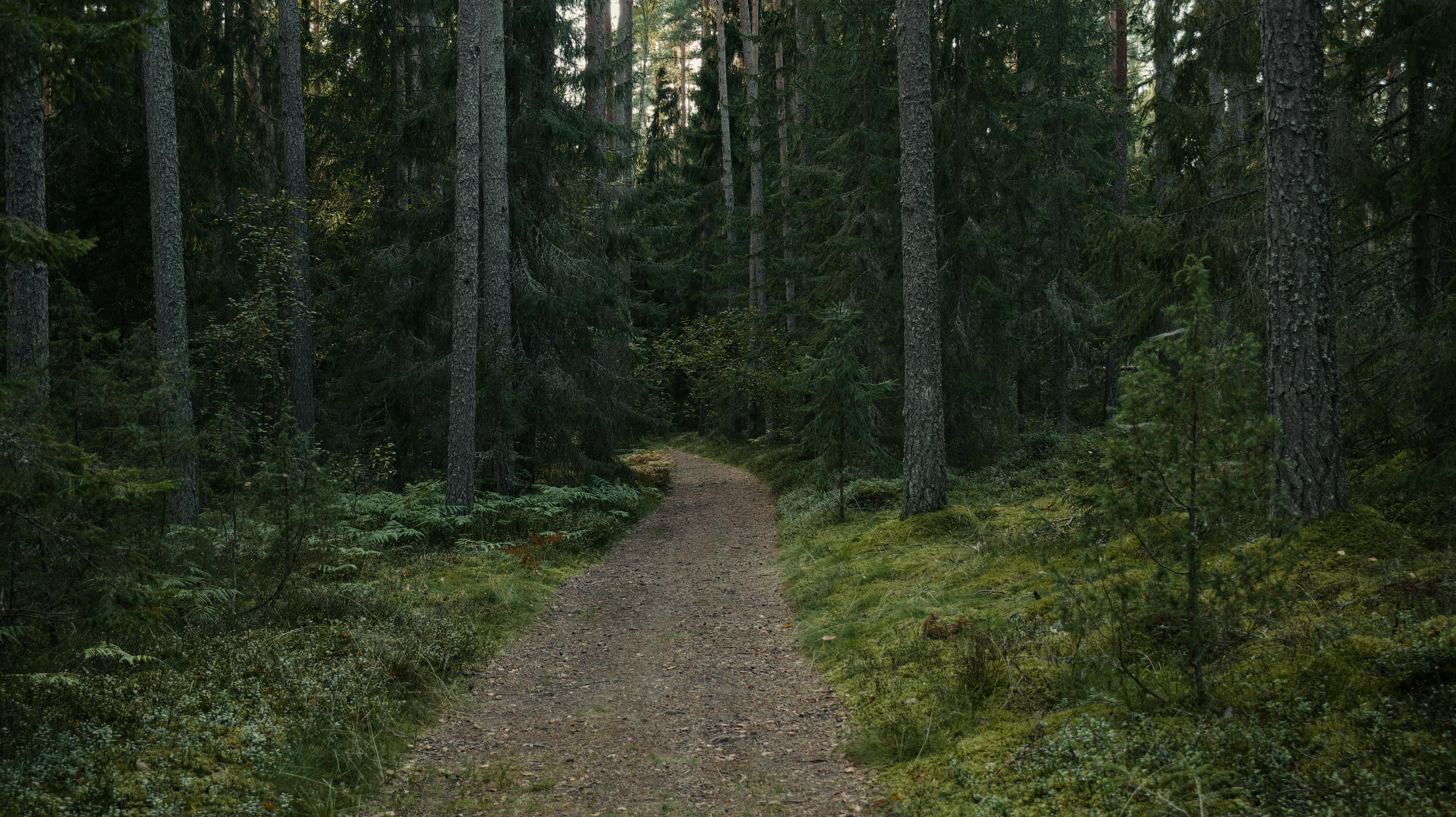 Sunlit forest trail winding through tall green trees