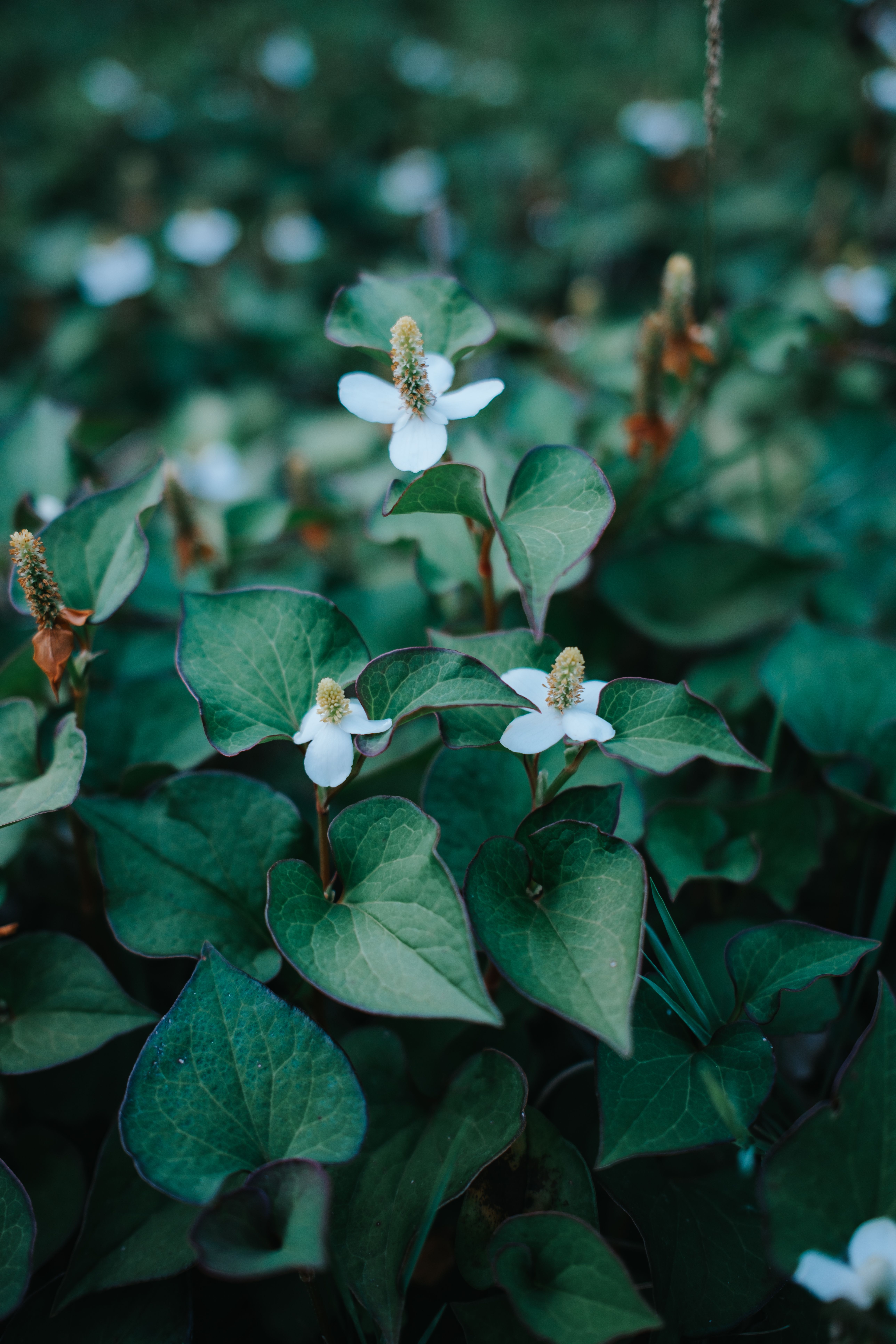 Gulab Flower Photos, Download The BEST Free Gulab Flower Stock Photos ...