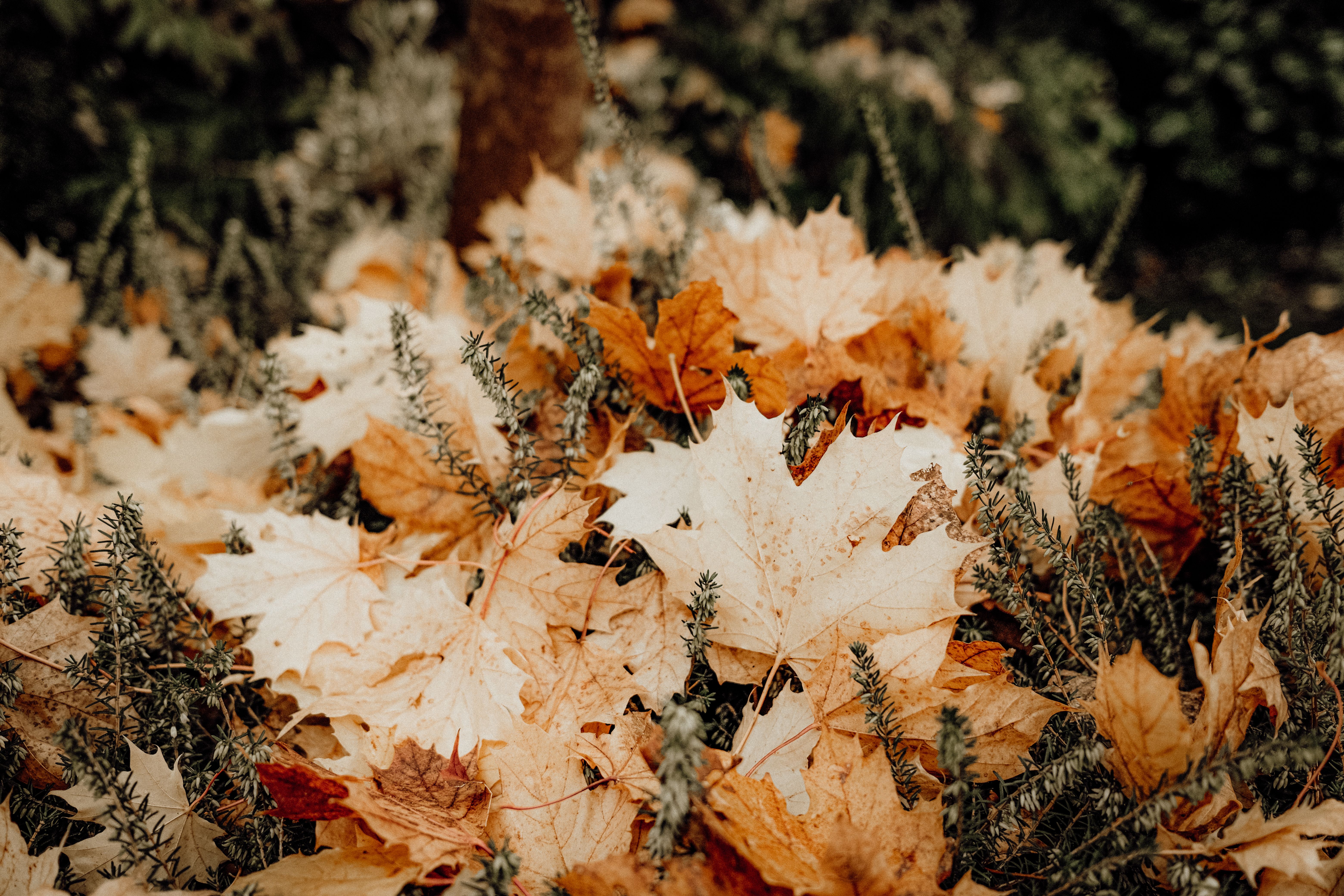 Tuingereedschap georganiseerd voor herfst checklist.